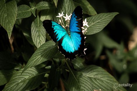 Property photo of 6 Jessie Lane South Mission Beach QLD 4852