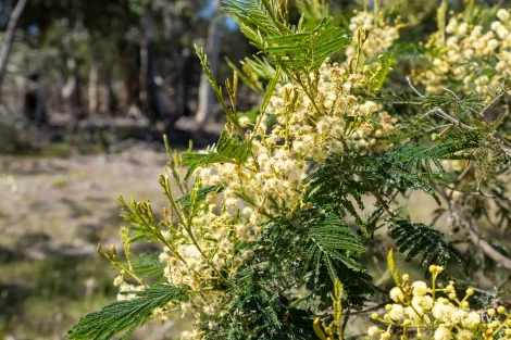 Property photo of 4 Grierson Drive Forcett TAS 7173