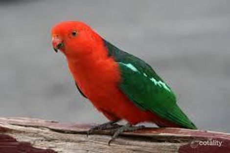 10 Upper Gellibrand Rd, Barramunga, VIC 3249