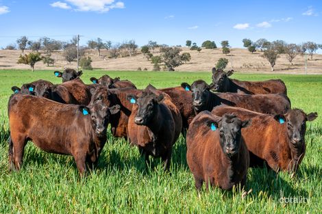 1610 Lower Somerton Rd, Somerton, NSW 2340