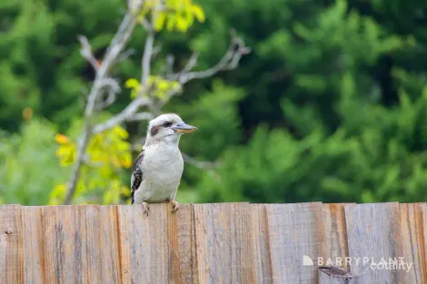 Property photo of 16 Woods Point Road Warburton VIC 3799