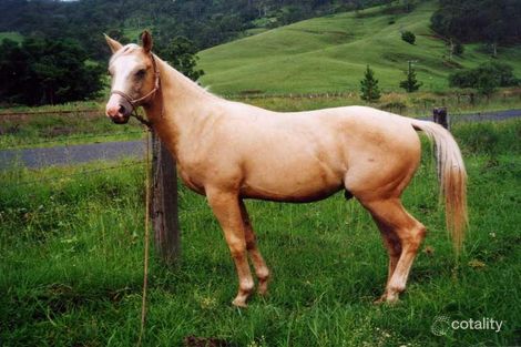 Property photo of 403 Gradys Creek Road The Risk NSW 2474