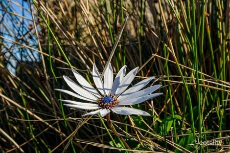 Property photo of 2 Fulham Road Dunalley TAS 7177