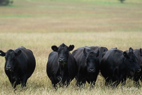 441 Streeters Rd, Ben Lomond, NSW 2365