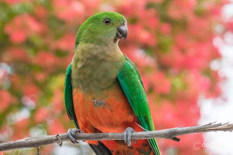 Property photo of 10 Jacaranda Avenue Bendalong NSW 2539