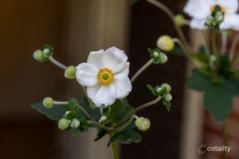 Property photo of 46 Claudia Crescent Drouin VIC 3818