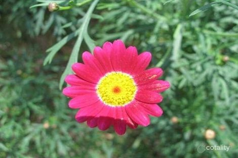 Property photo of 36 Dandaraga Road Brightwaters NSW 2264