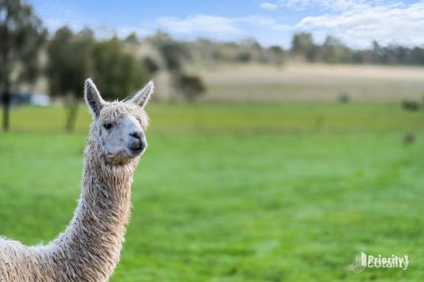 53 Golf Park Dr, Charlton, VIC 3525