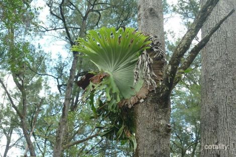 Property photo of LOT 381 Warrazambil Creek Road Warrazambil Creek NSW 2474