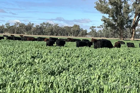 10690 The Escort Way, Forbes, NSW 2871