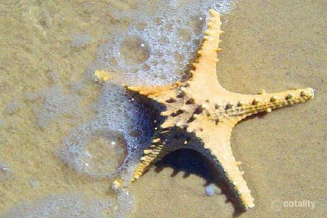 44 Swan St, Grange, SA 5022