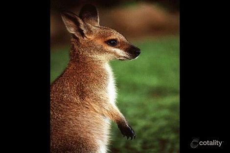 Property photo of 237A Nerringillah Road Bendalong NSW 2539