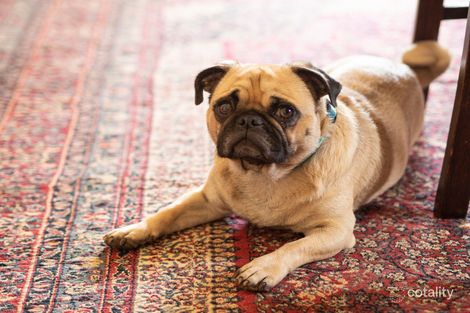 Property photo of 8 Macgregor Street Woodend QLD 4305