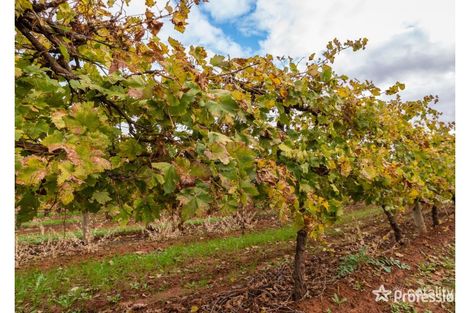 Property photo of 212 Ponde Street Red Cliffs VIC 3496