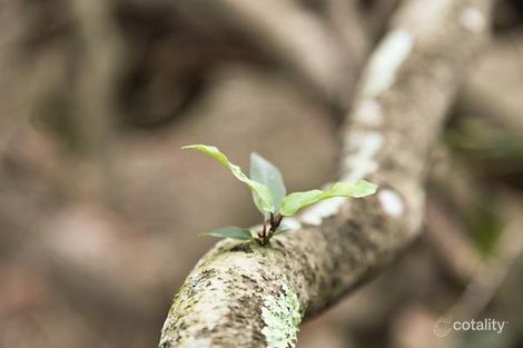 20 Sanctuary Pl, Wallalong, NSW 2320