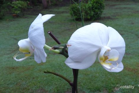 Property photo of 54 Jacaranda Drive Millstream QLD 4888