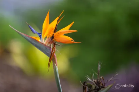 Property photo of 6 Timber Top Court Little Mountain QLD 4551