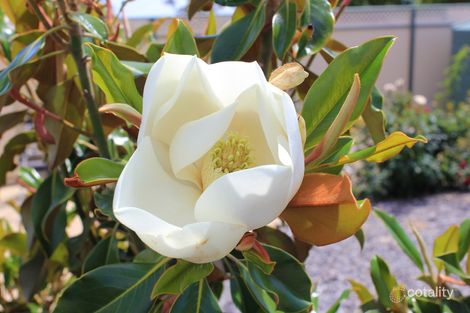 Property photo of 2 Hayward Terrace Loxton SA 5333