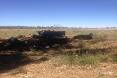 Property photo of 2674 River Road Gravesend NSW 2401