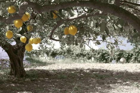 3 Faye Cres, Keilor, VIC 3036