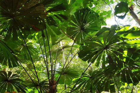 Lot 514 Silver Ash Rd, Cow Bay, QLD 4873