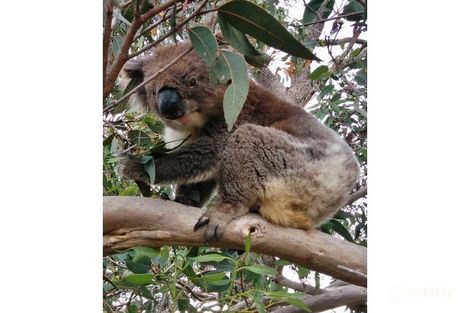 Property photo of 56 Cave Avenue Bridgewater SA 5155