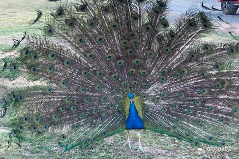 8242 Nerriga Rd, Tomboye, NSW 2622