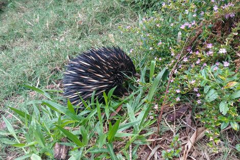 Property photo of 371 Palmwoods-Montville Road Palmwoods QLD 4555