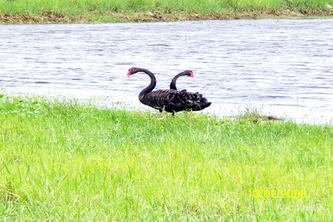 Property photo of 128 Dendles Road Milman QLD 4702