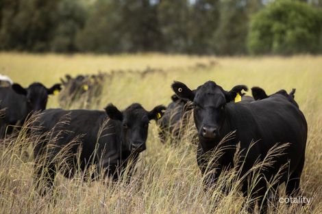 1625 Minnel Rd, Toobeah, QLD 4498