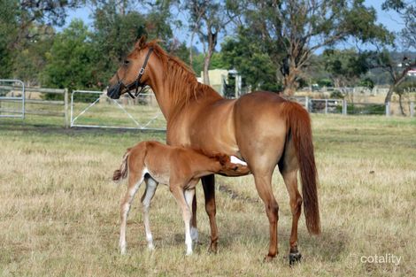 Property photo of 87 Hillary Street North Wagga Wagga NSW 2650