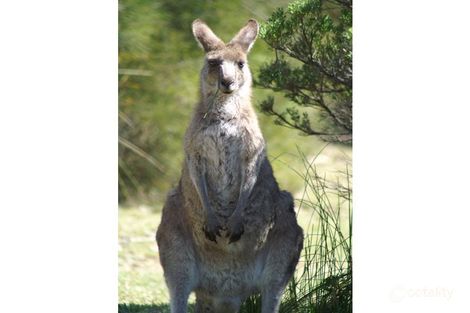 15 Fifth Ave, Paradise Beach, VIC 3851