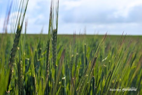 Lot 16017 Tammin Wyalkatchem Rd, Wyalkatchem, WA 6485