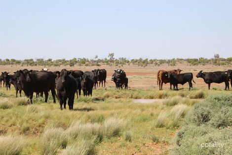 4781 Cameron Corner Rd, Tibooburra, NSW 2880