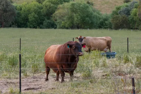 Property photo of 123 Graves Road Mansfield VIC 3722