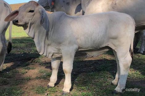 Property photo of 1160 Mount Alma Road Bracewell QLD 4695