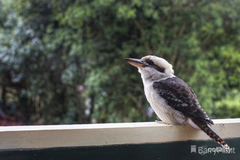 Property photo of 5 Telopea Road Emerald VIC 3782