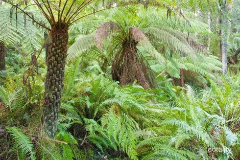 Property photo of 15 Fisherman Drive Reefton VIC 3799