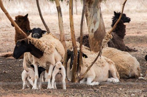 Property photo of 19 Hill River Way Moonyoonooka WA 6532