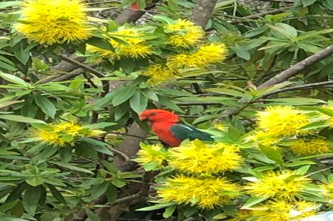 860 Naughtons Gap Rd, Naughtons Gap, NSW 2470