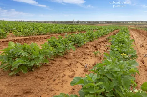 Lot 38 Loveday Rd, Cobdogla, SA 5346