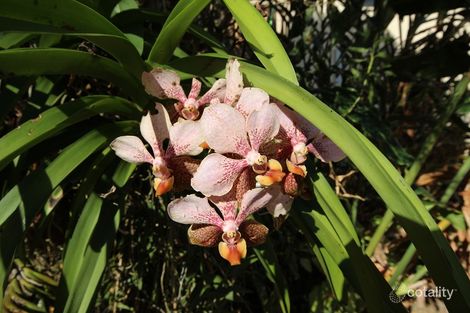 Property photo of 11 Buzacott Street Gordonvale QLD 4865