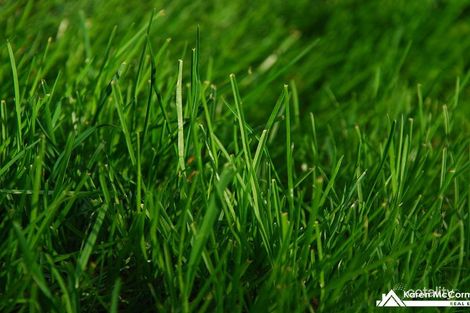 Property photo of LOT 318 Bandicoot Circuit Longwarry VIC 3816