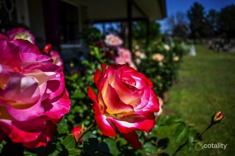 Property photo of 285 Pyangle Road Camboon NSW 2849