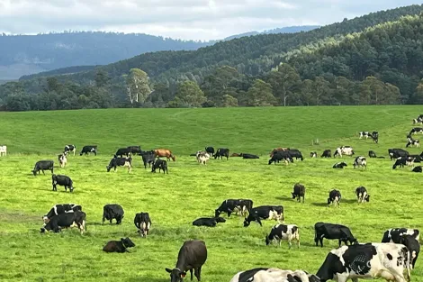 630 Ten Mile Trk, Springfield, TAS 7260