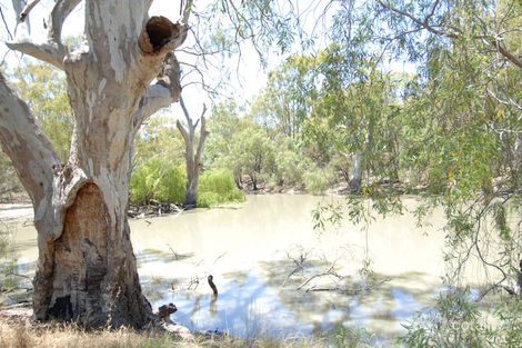 Property photo of 137 Billabong Creek Drive Conargo NSW 2710