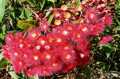 Property photo of 239 Crisp Drive Ashby Heights NSW 2463