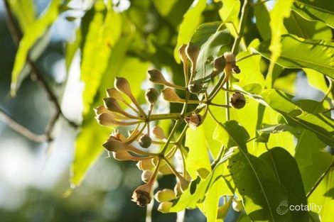 Property photo of 8 Jarrah Way Landsborough QLD 4550