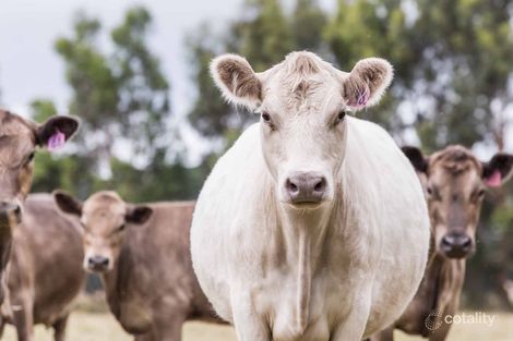 Property photo of 130 Hendersons Road Bittern VIC 3918