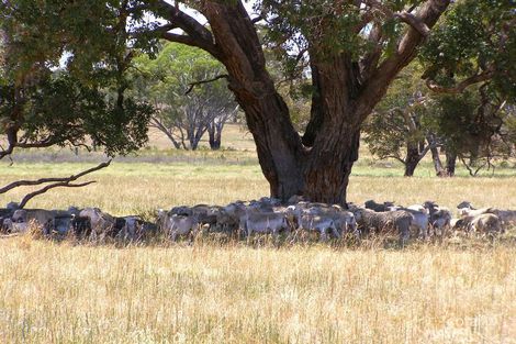 984 Bakers Creek Rd, Bakers Creek, NSW 2359